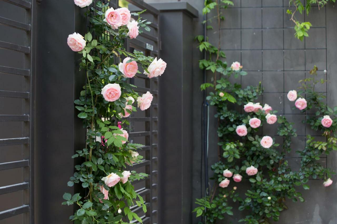 Urban Rosa Cafe&inn Hotel 3*